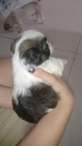 Linda fêmea lhasa apso