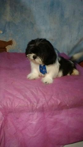 Lindo Shit Zu macho(leia o anúncio)