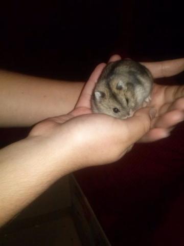 Lindos hamster anão russo (chinês)