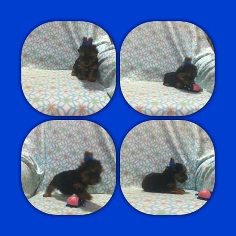 Macho yorkshire 12x R$ 