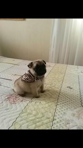 Ninhada de Pug macho  fêmeas  já com primeira