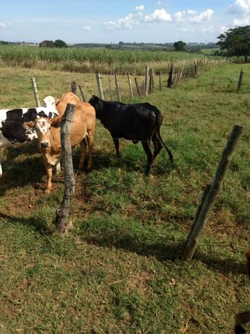 Novilhas de cruzamento