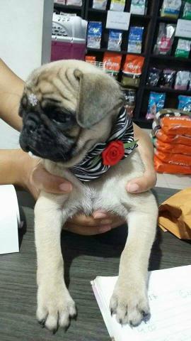 PUG fêmea 56 dias