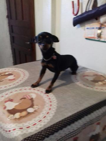 Pinscher fêmea