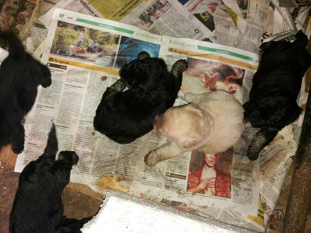 Poodle n 1 somente esse final de semana