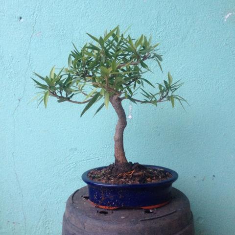 Pre-bonsai