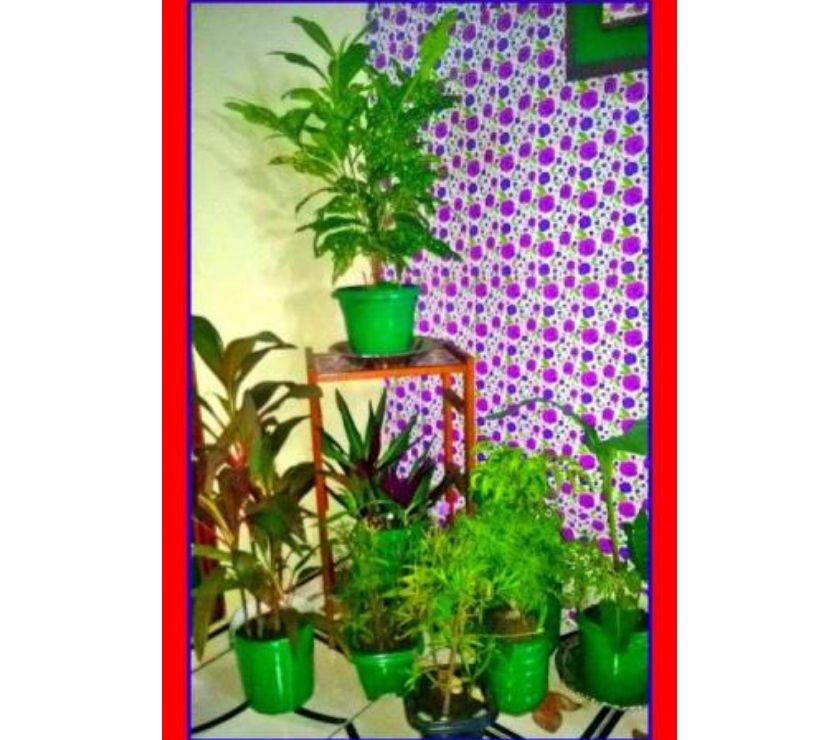 Promoção de Plantas Decorativas PACOTÃO!