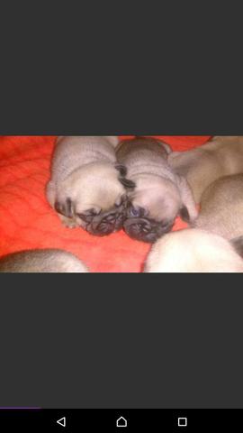 Pug femeas