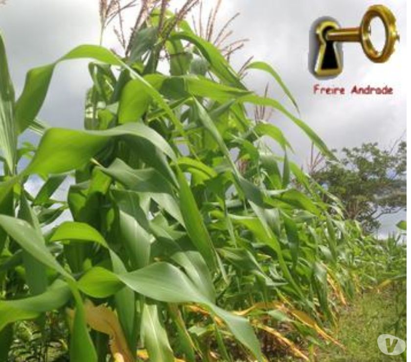 Sitio Novo Horizonte