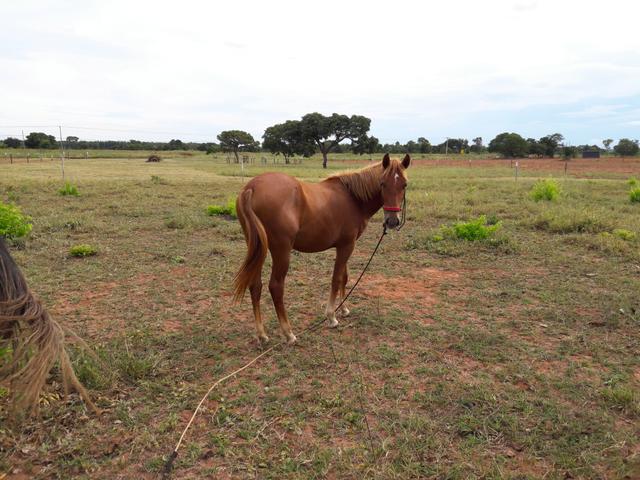 Vendo ou faço rolo por algo do meu interesse