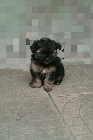Yorkshire Terrier machinho encantador