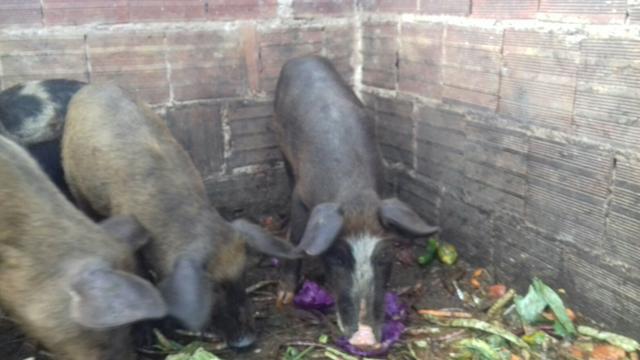 7 porcas e 1 porco pra trocar