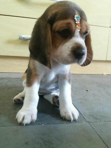Beagle