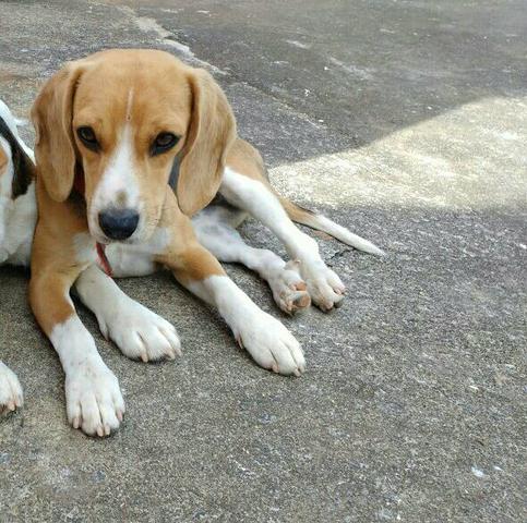 Beagle fêmea com um ano e meio