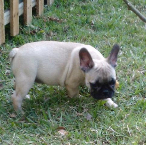 Bulldog Francês femea Pedigree CBKC