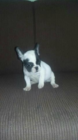 Bulldog francês