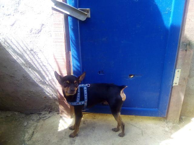 Cachorro Pinscher