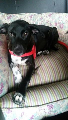 Cadelinha para adoção responsável