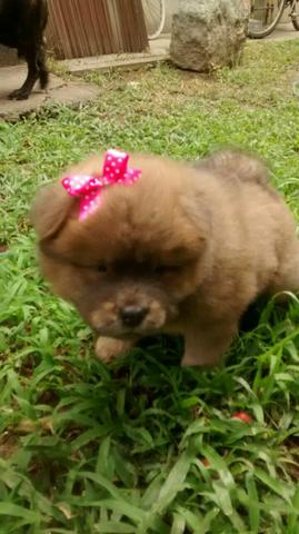 Chow Chow