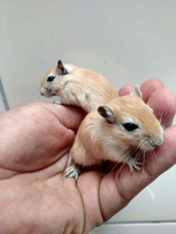 Esquilo da Mongólia