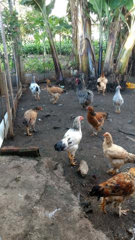 Frangos da raça brama