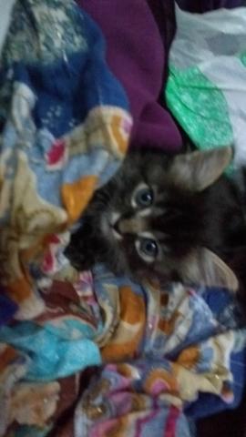 Gatinho para Adoção