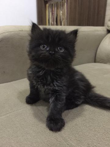 Gato persa preto lindo