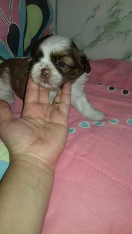 Lindos Shih tzus! Olhos claros e Fucinho marrom!