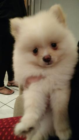 Lulu da Pomerânia, particolor, "ursinho" (Spitz alemão)