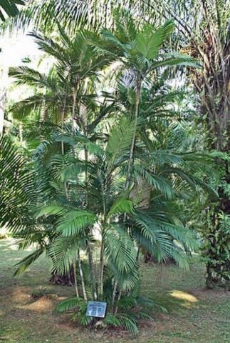Muda palmeira Calyptrocalyx forbesii (palmeira-chicote), 1 m
