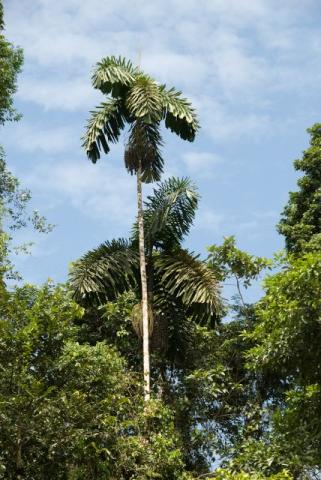 Muda palmeira Iriartea deltoidea (paxiubão), 2,50 m altura
