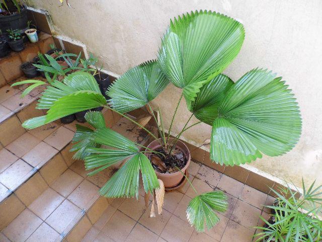 Muda palmeira Licuala peltata var sumawongii - 1 m de altura