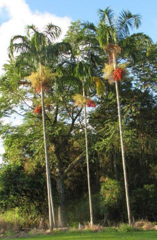Mudas Palmeira Carpentaria acuminata, 2,60 metros de altura