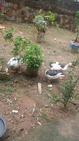 Pra vir buscar imediatamente! 3 patos, 1 macho e 2 fêmeas