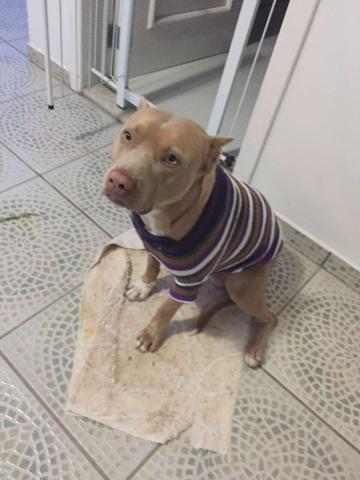 Procura se Pitbull chame pelo nome de Jaws, pago