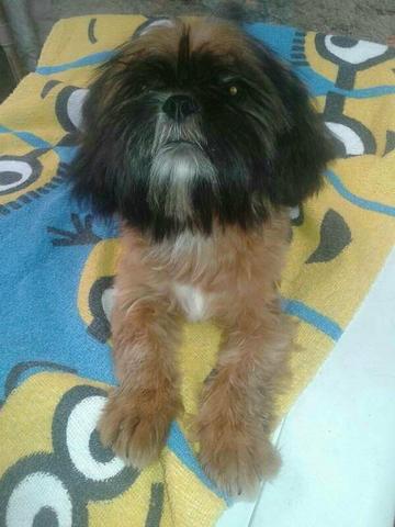 SHITZU MACHO COM 5 meses