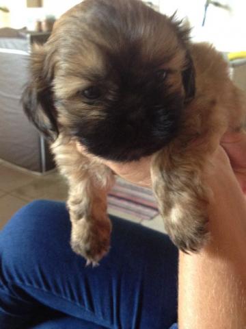 Shih Tzu, 50 dias