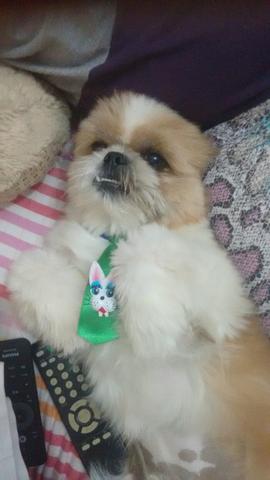 Shih tzu