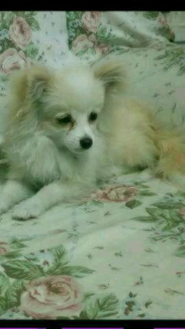 Spitz Alemão macho 6 meses