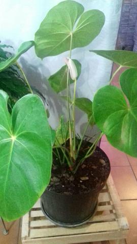 Vaso de antulio com flor branca