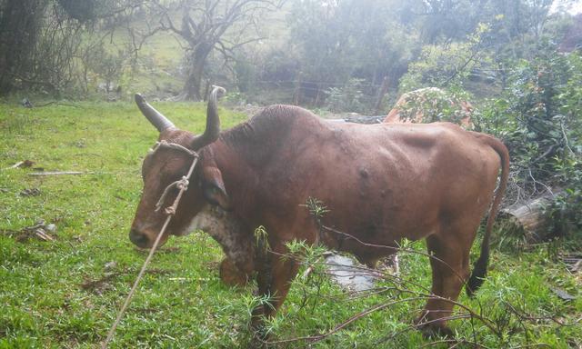 Vendece este ele è manço.de canga