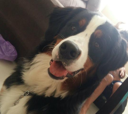 Vendo bernese