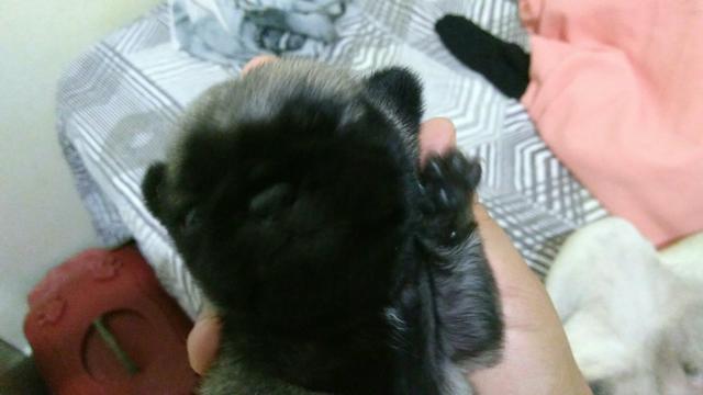 Vendo linda pug