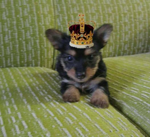 York lindos machinhos minizinhos em até 12x 60