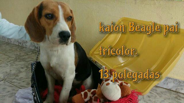 Beagle tricolor