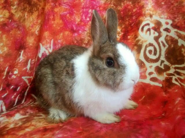 Casal Netherland Dwarf anão