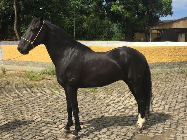 Cavalo Mangalarga Machador Odim Golden Horse