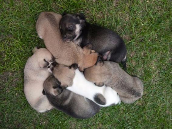 Doação de cachorrinhos