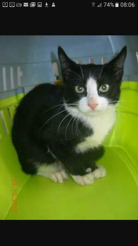 Doação gatinha 4 meses super dócil