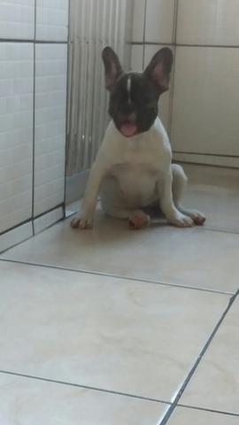 Fêmea de Bulldog Francês